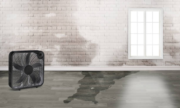 Carpet water damage restoration in Oyster Creek, TX